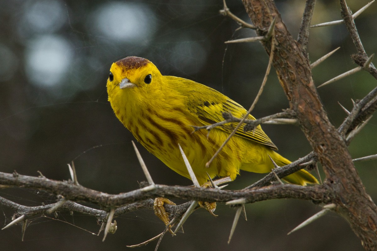 Yellow Warbler - Rob Kelder