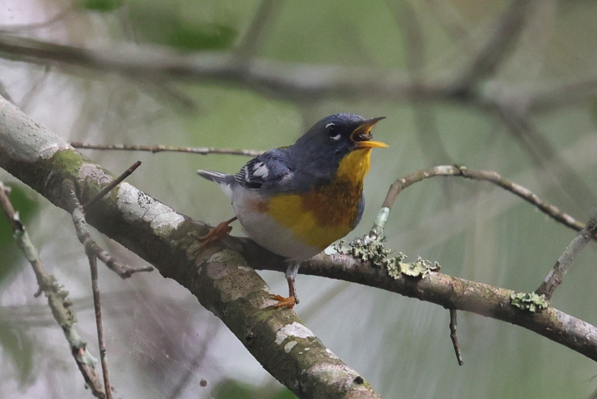 Northern Parula - Margareta Wieser