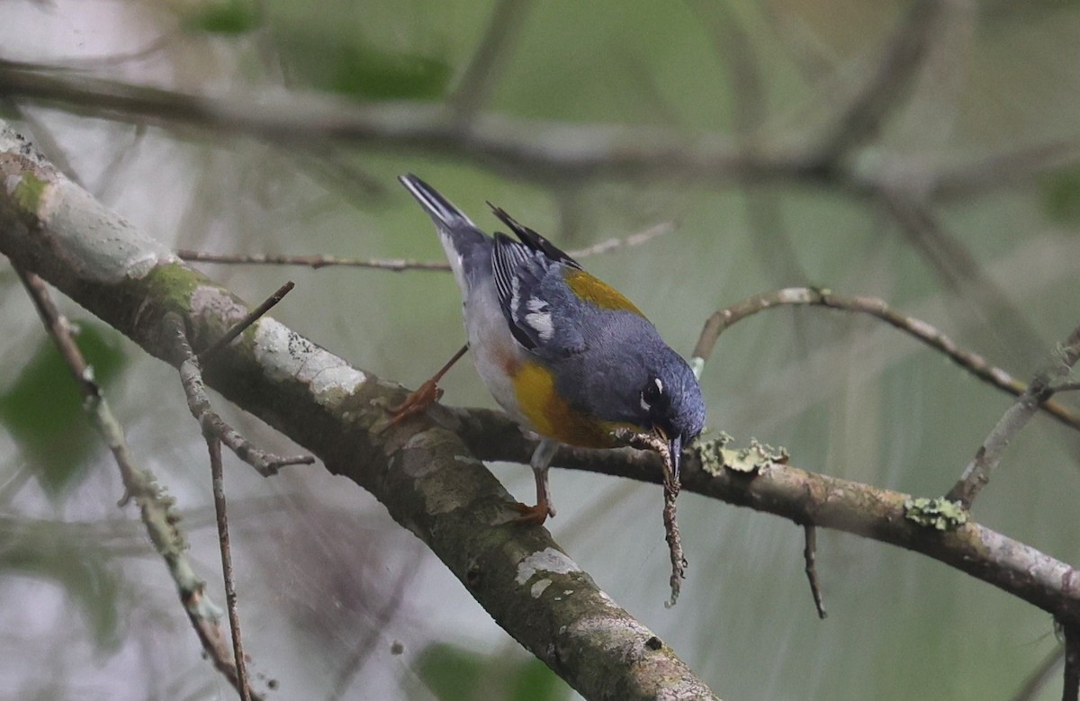 Northern Parula - Margareta Wieser