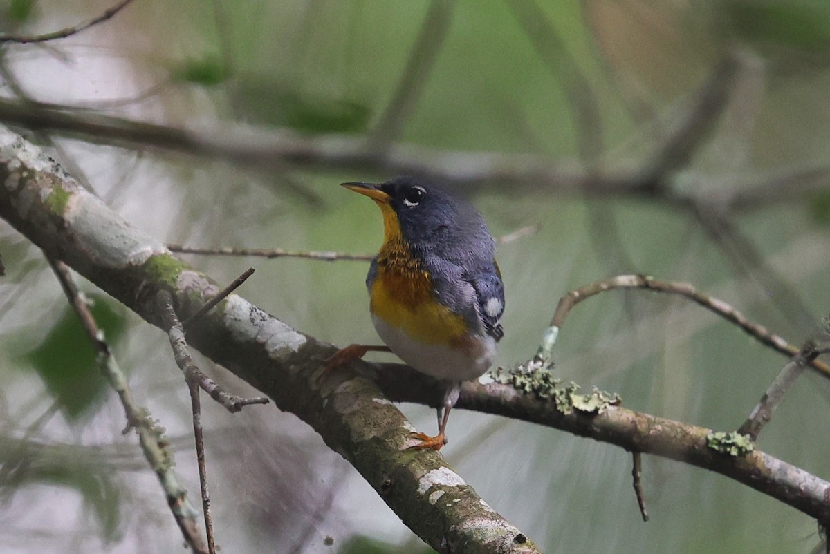 Northern Parula - Margareta Wieser