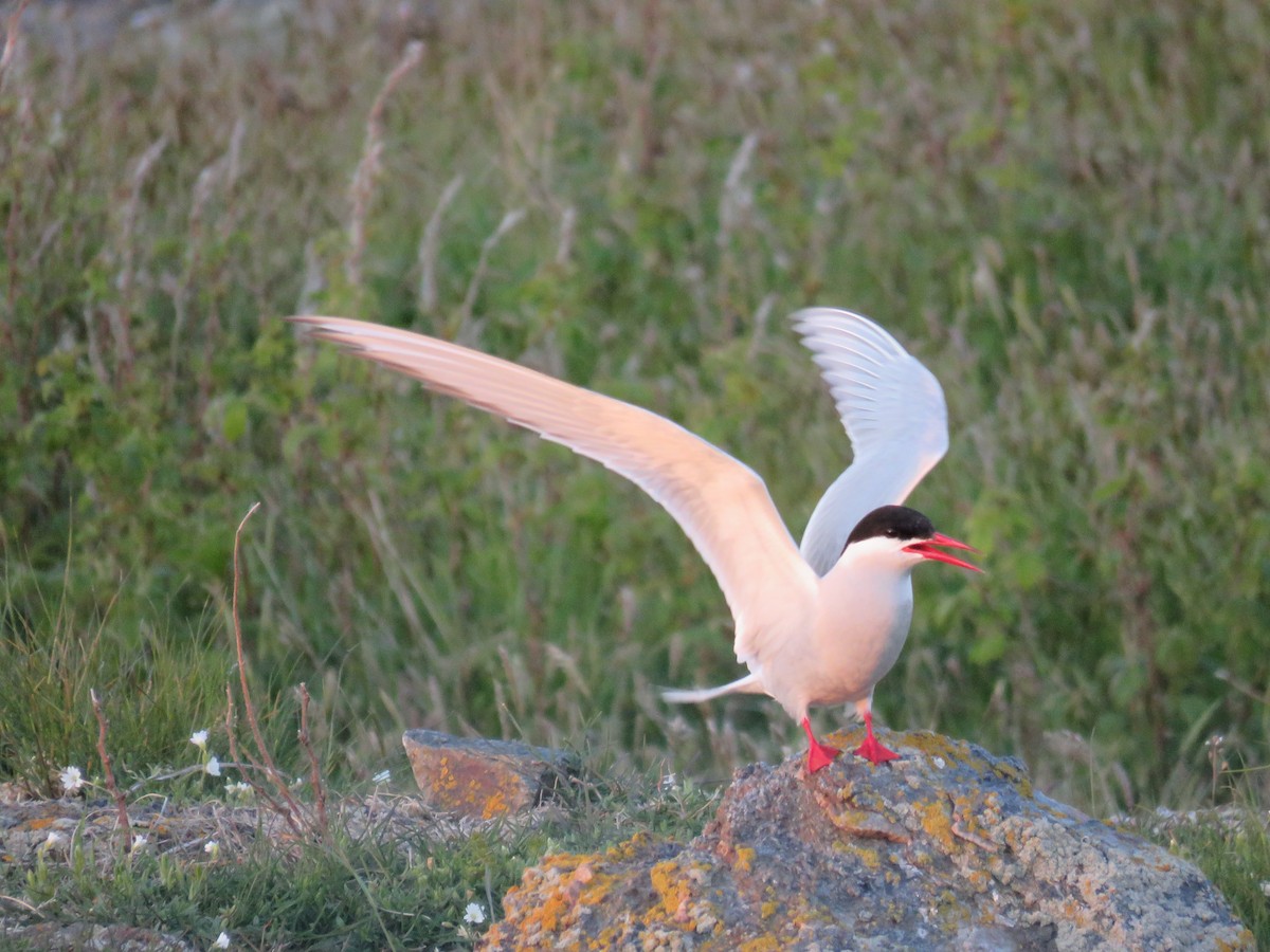 Arctic Tern - Hannah Glass