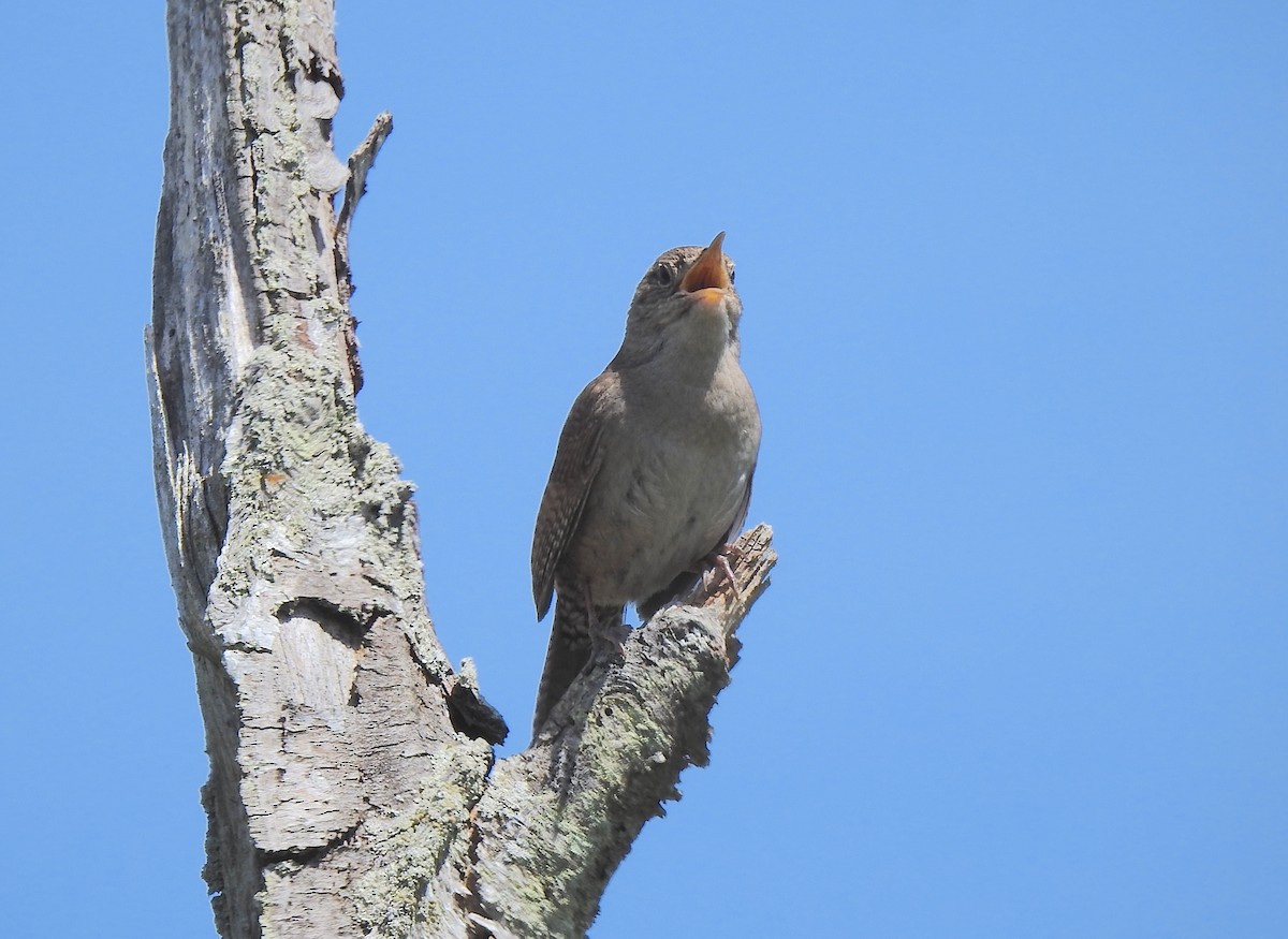 House Wren - Alexa Veenema