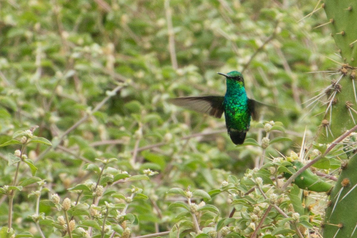 kolibřík modroocasý - ML619546111