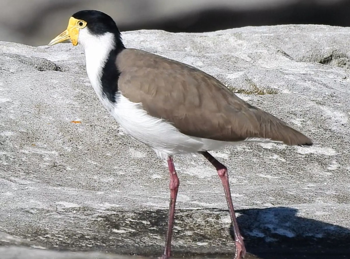 Masked Lapwing - Thalia and Darren Broughton