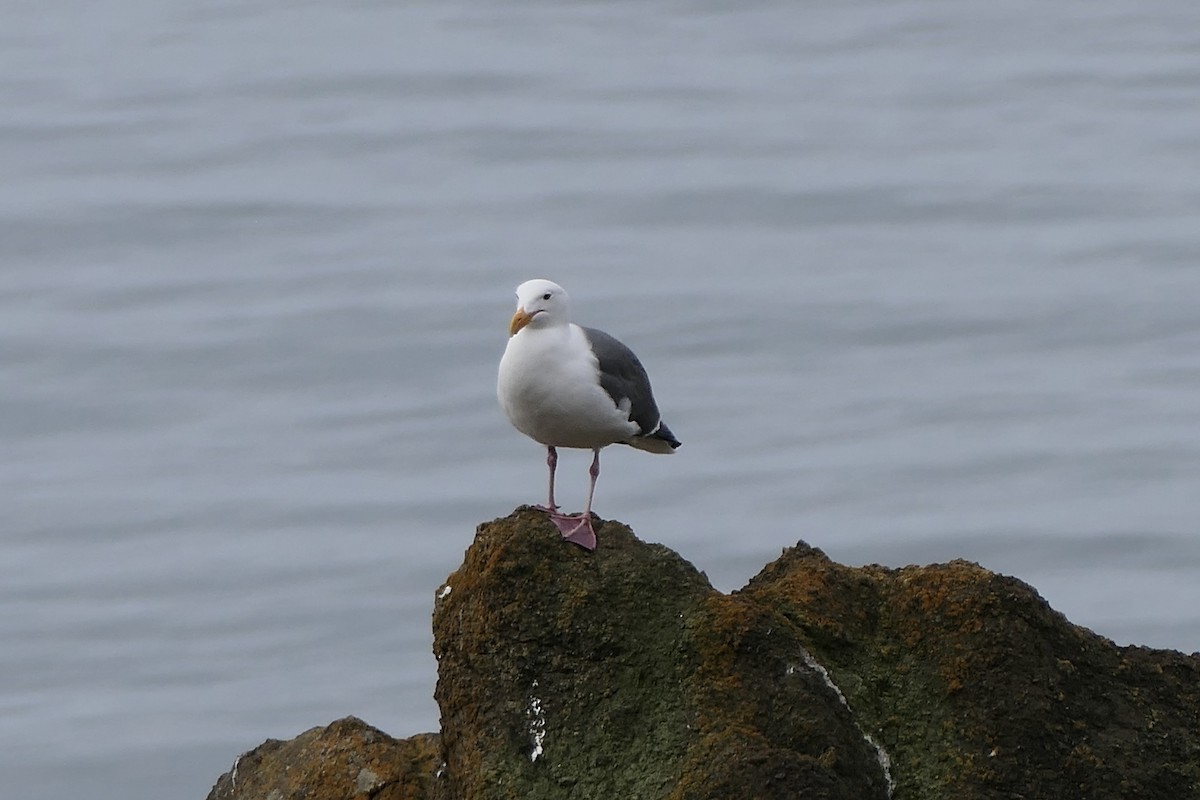 Western Gull - Lauren Hatch