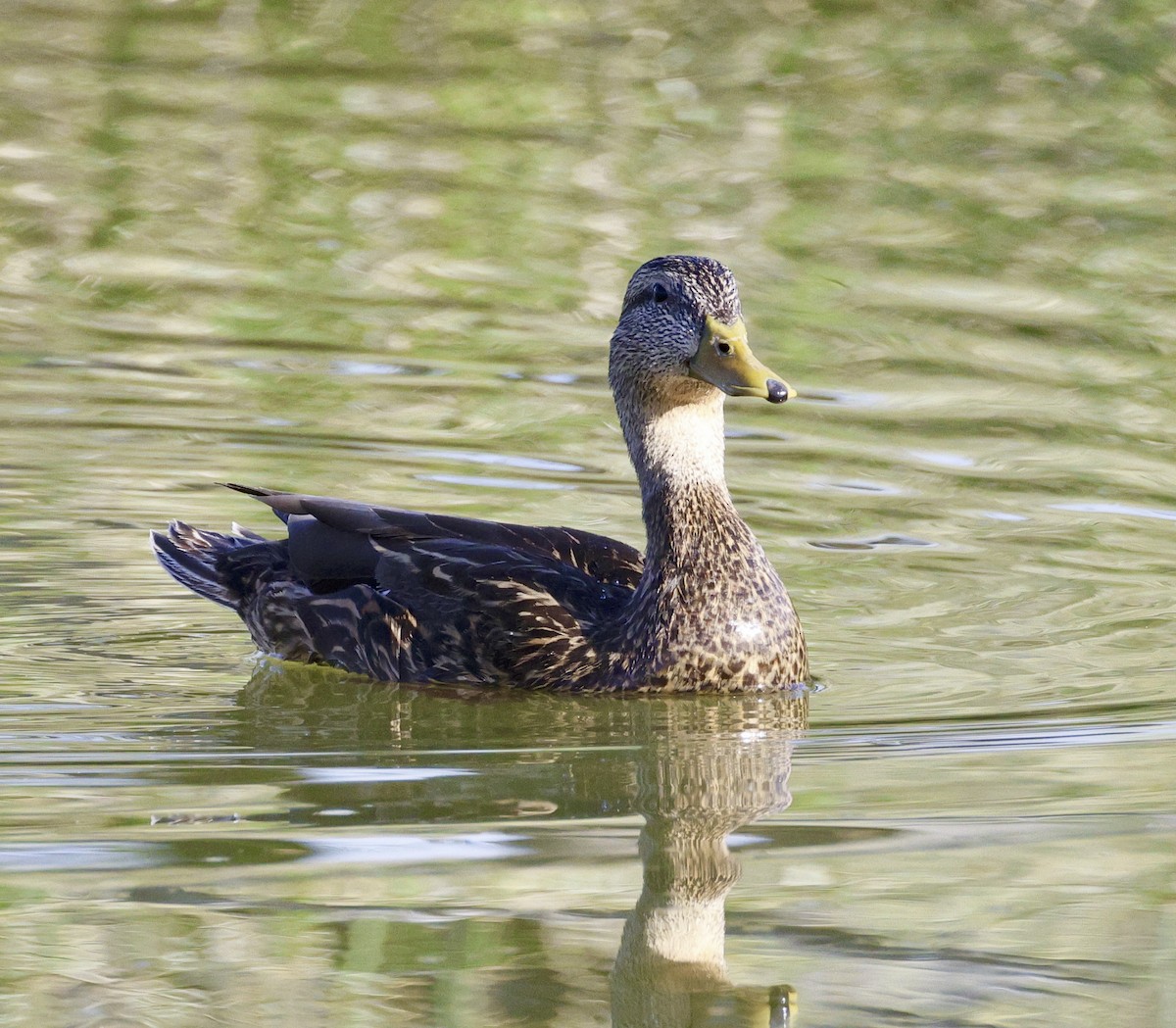 Mallard x Mexican Duck (hybrid) - Adam Dudley