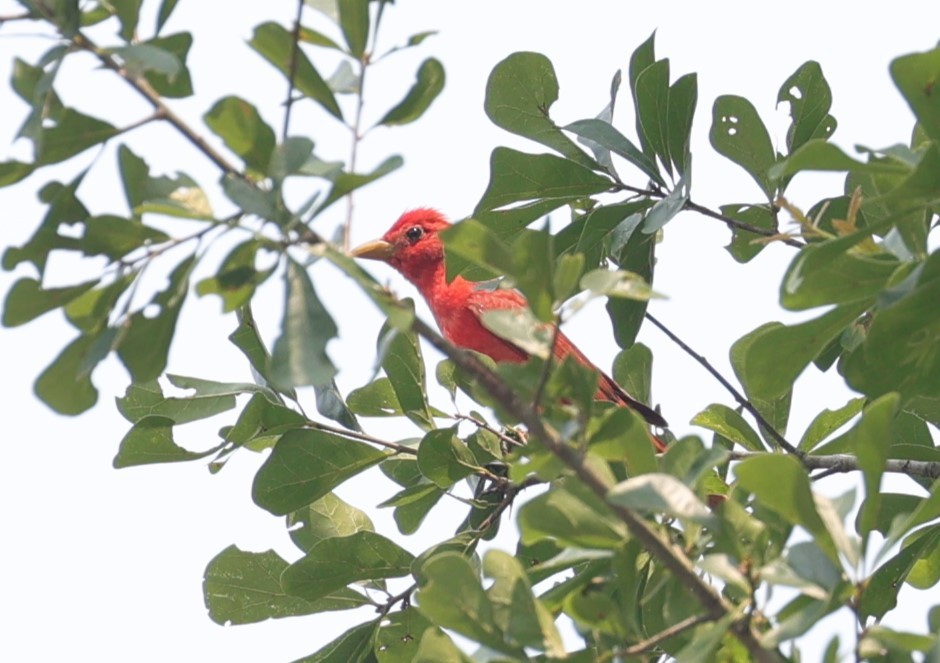 Summer Tanager - Margareta Wieser