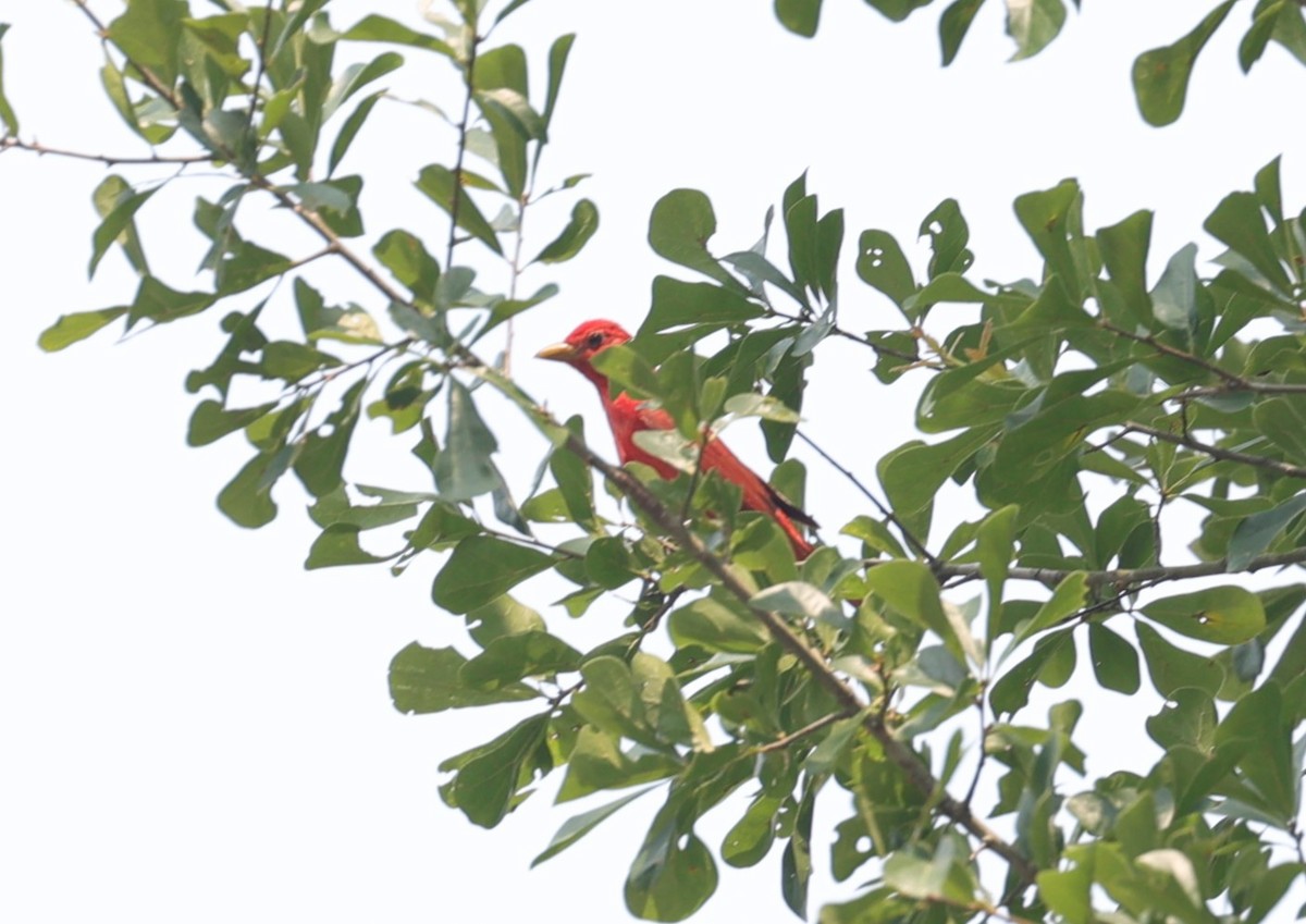 Summer Tanager - Margareta Wieser