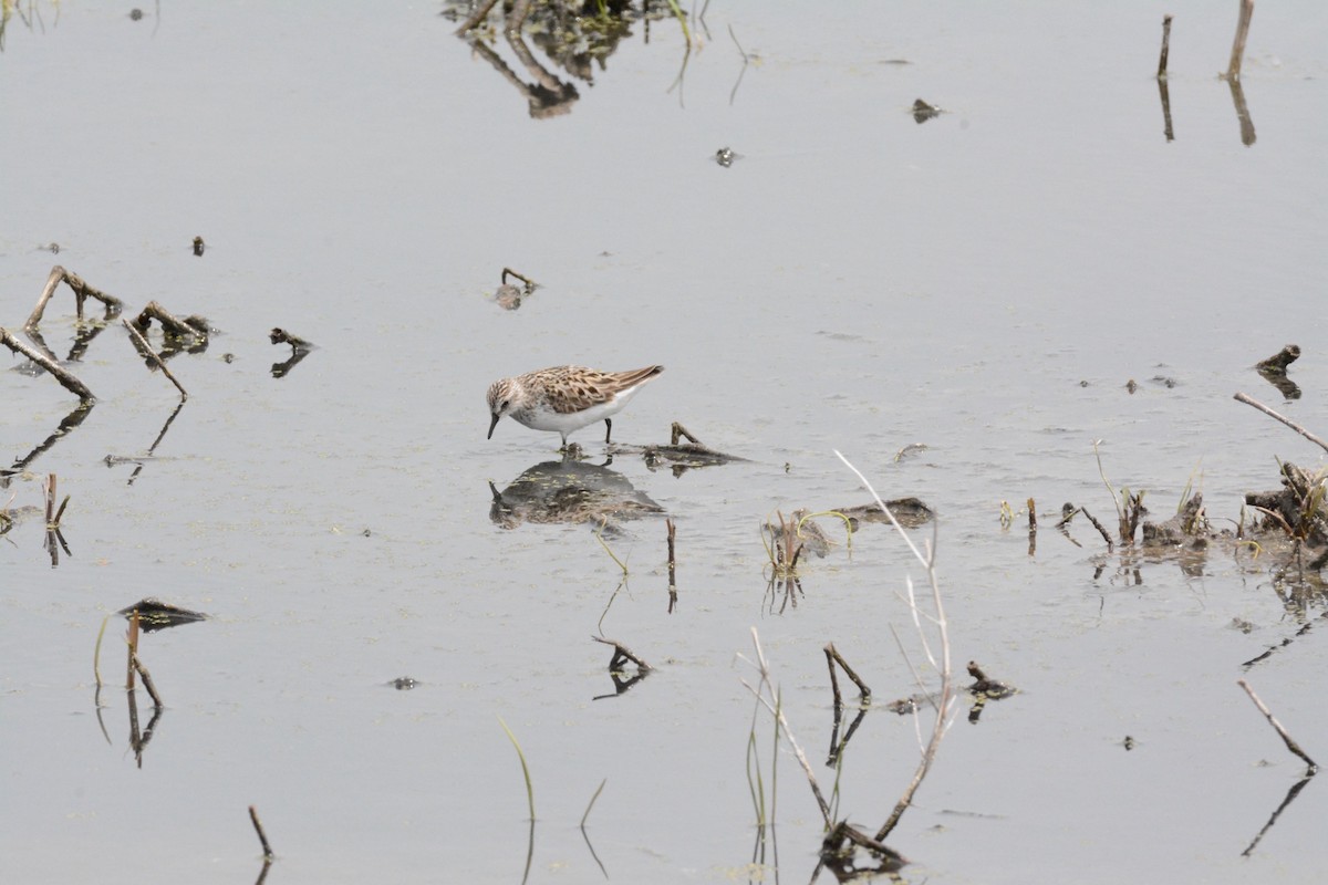 Semipalmated Sandpiper - Wes Hoyer