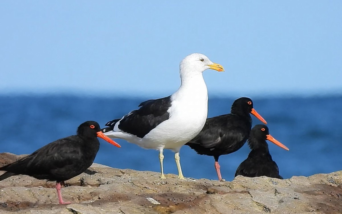 Kelp Gull - Thalia and Darren Broughton