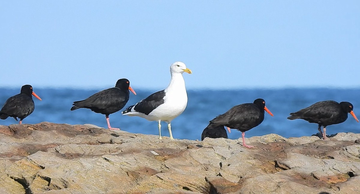 Kelp Gull - Thalia and Darren Broughton