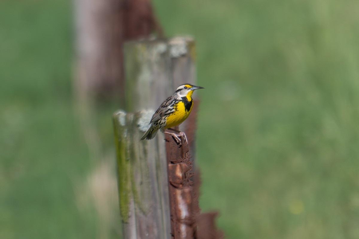 Eastern Meadowlark - Brent Atkinson