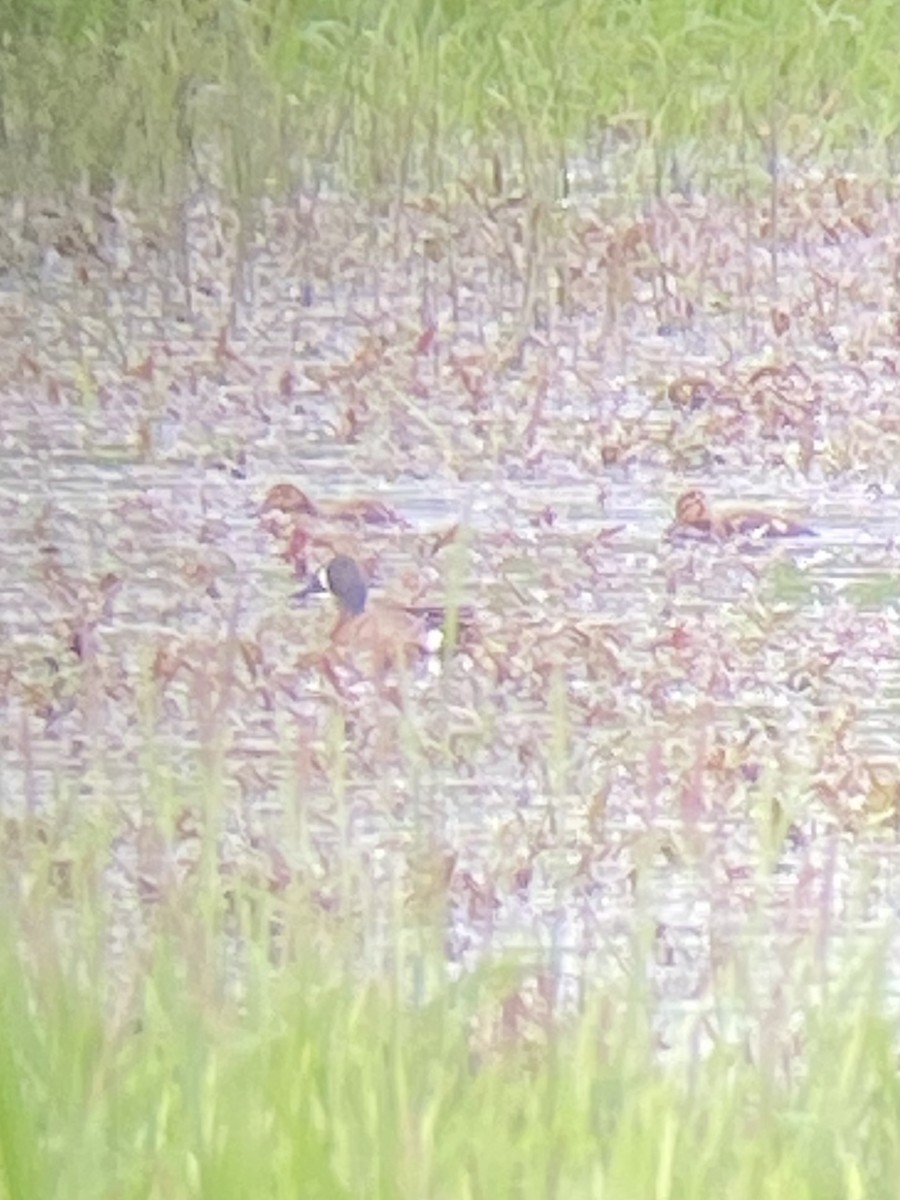 Blue-winged Teal - Becky Kent