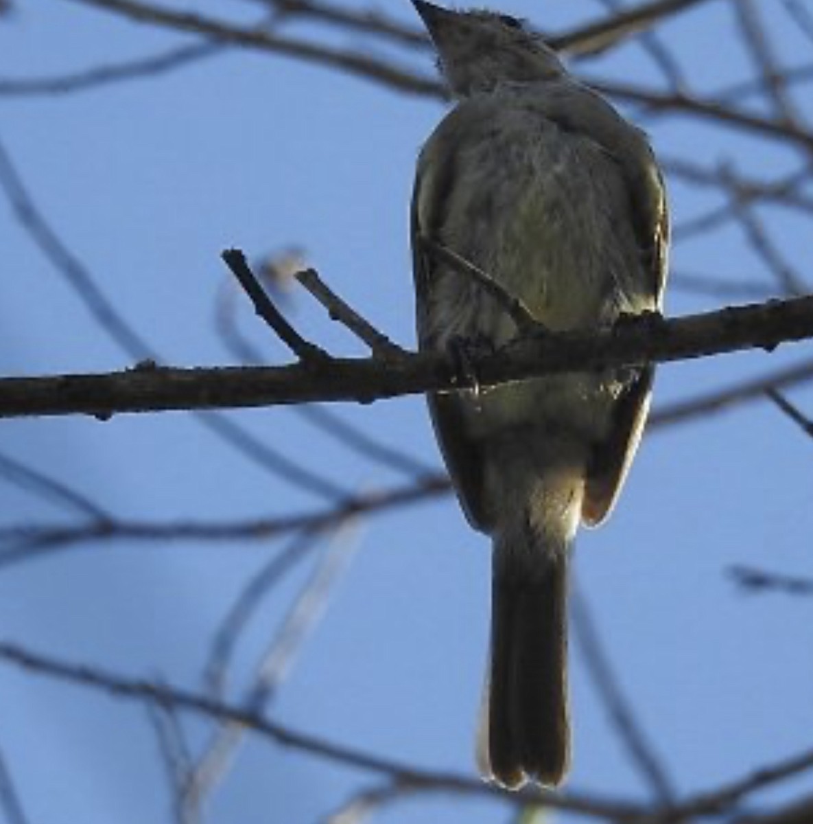 Crowned Slaty Flycatcher - ML619546143