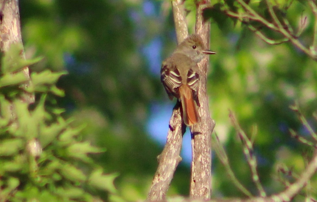 Great Crested Flycatcher - Susan Boyce