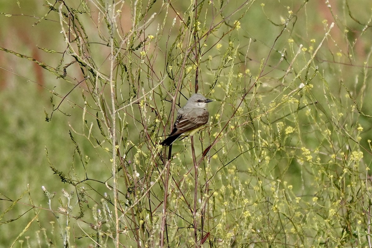 Western Kingbird - Bob Greenleaf