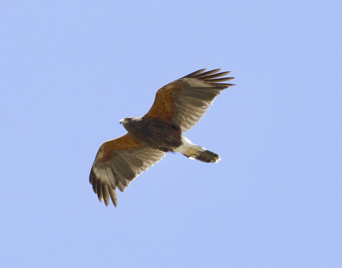 Harris's Hawk - Adam Dudley