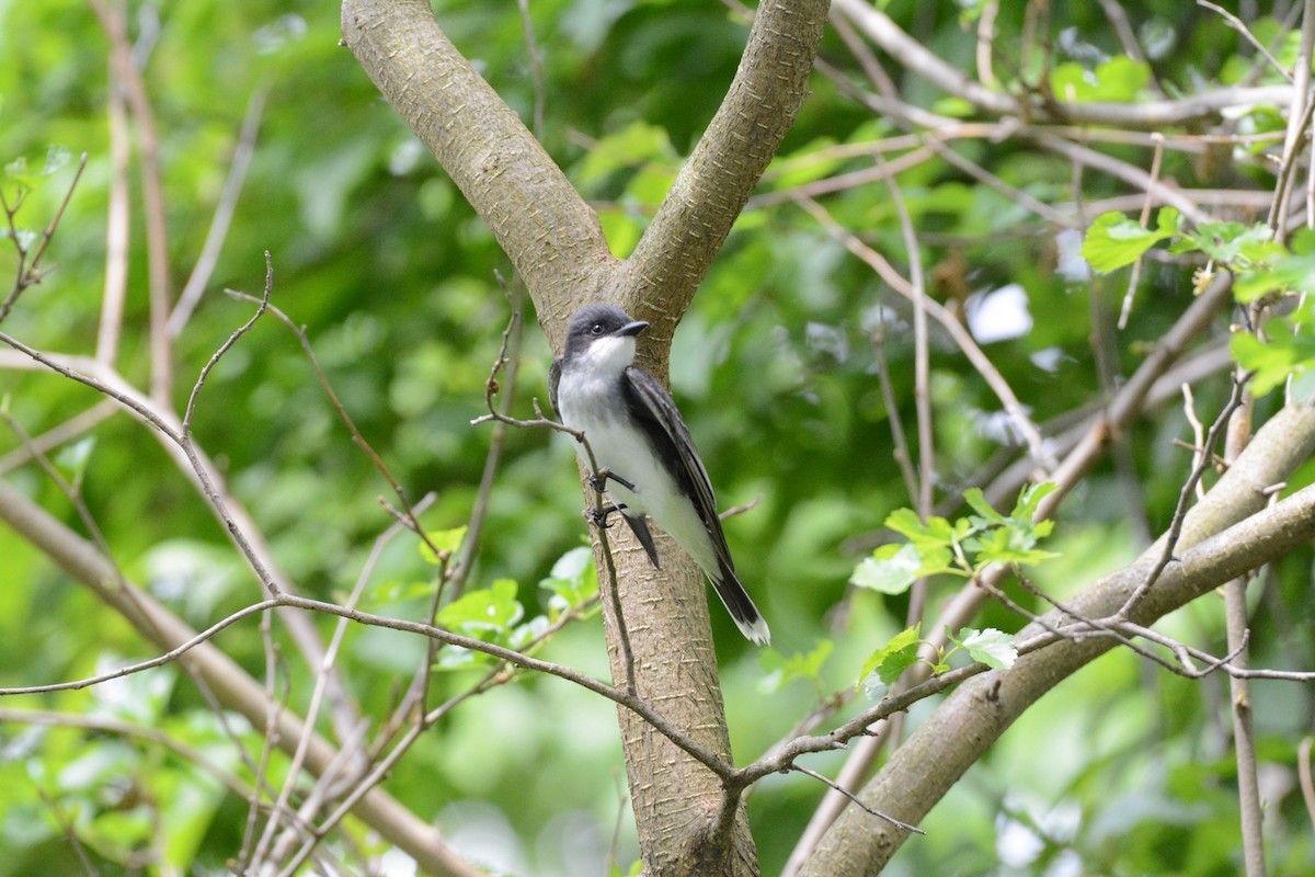 Eastern Kingbird - Wes Hoyer