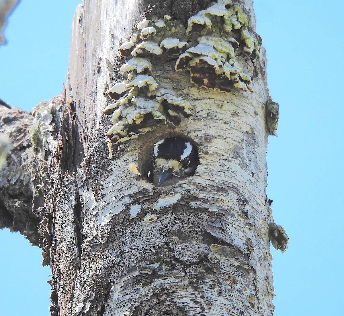 Downy Woodpecker - Alexa Veenema