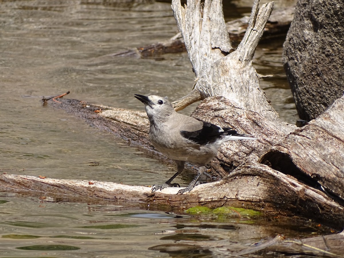 Clark's Nutcracker - ML619546157