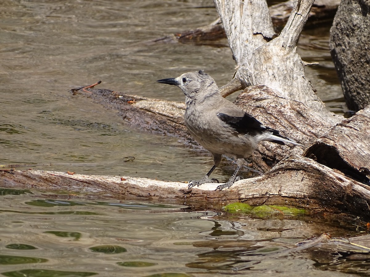 Clark's Nutcracker - Kevin Williams