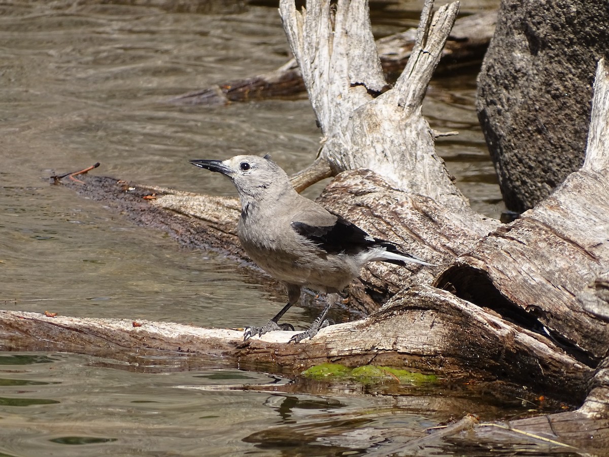 Clark's Nutcracker - Kevin Williams