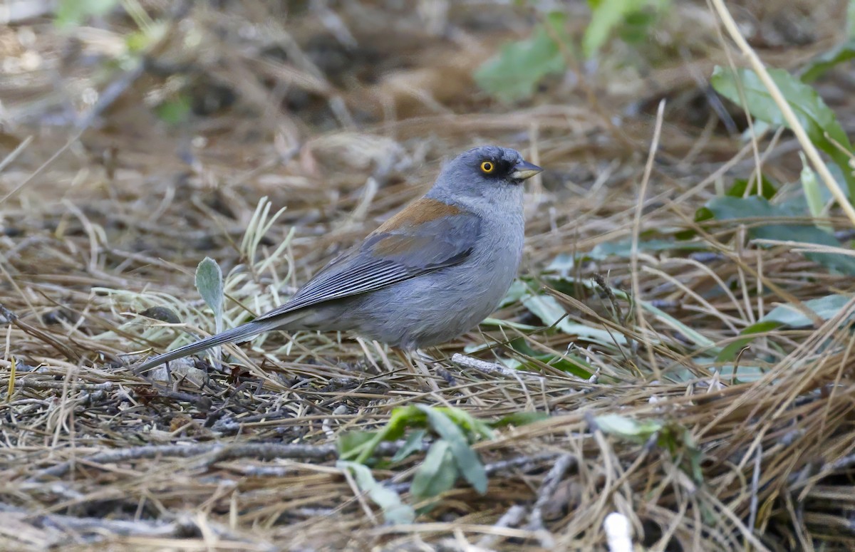 Yellow-eyed Junco - Adam Dudley