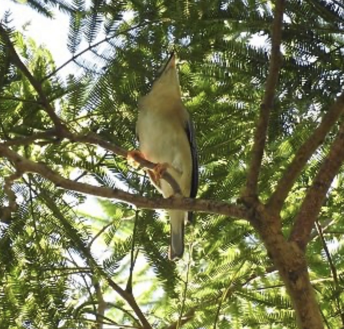 Hooded Tanager - Leonardo Bordin