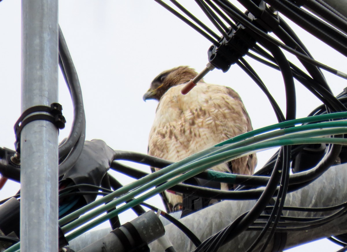 Red-tailed Hawk - ML619546164