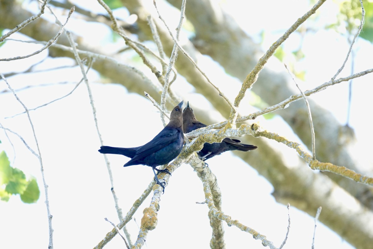 Brown-headed Cowbird - Bob Greenleaf