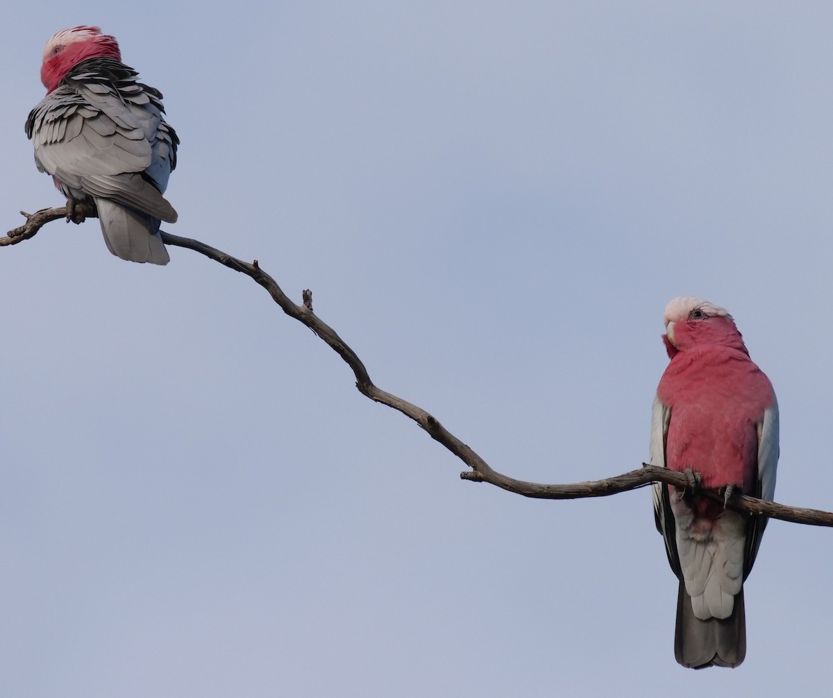 Cacatúa Galah - ML619546171