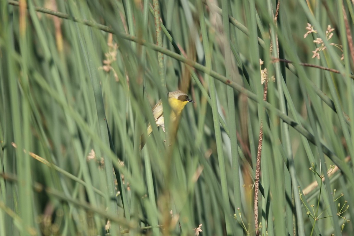 Common Yellowthroat - Bob Greenleaf