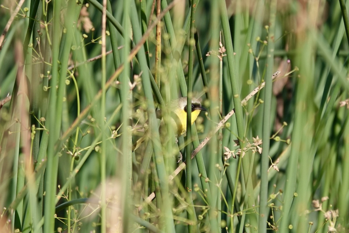 Common Yellowthroat - Bob Greenleaf