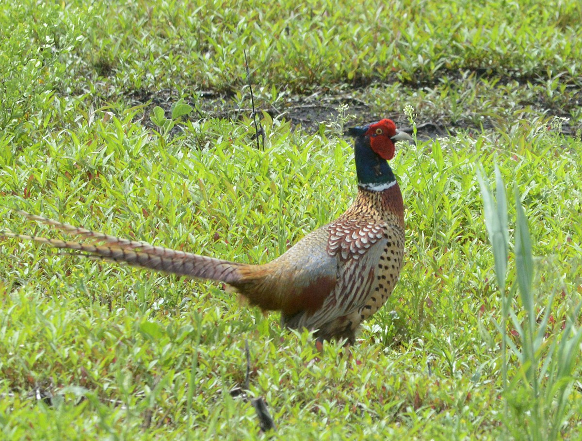 Ring-necked Pheasant - Vicki Buchwald