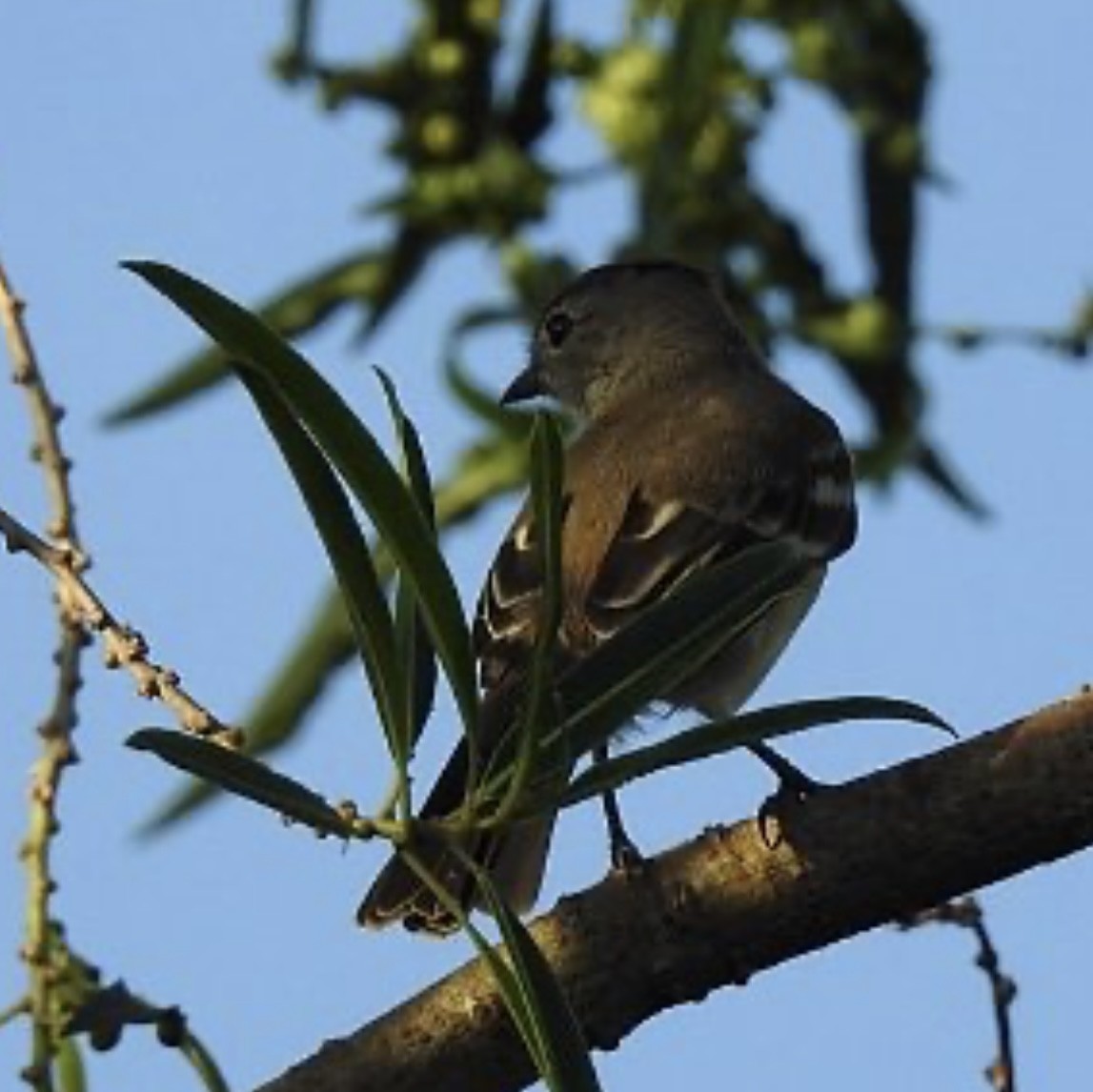 White-crested Elaenia - Leonardo Bordin