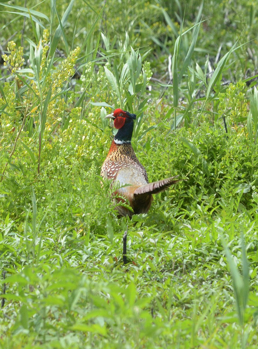 Ring-necked Pheasant - Vicki Buchwald