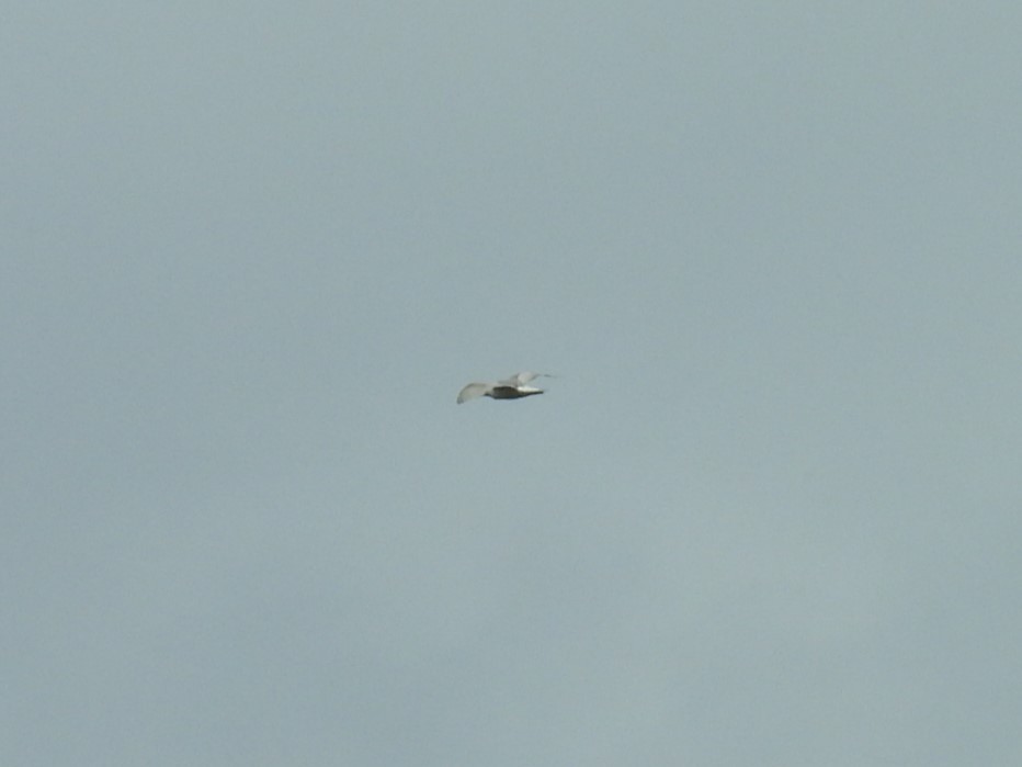 gull sp. - ML619546187