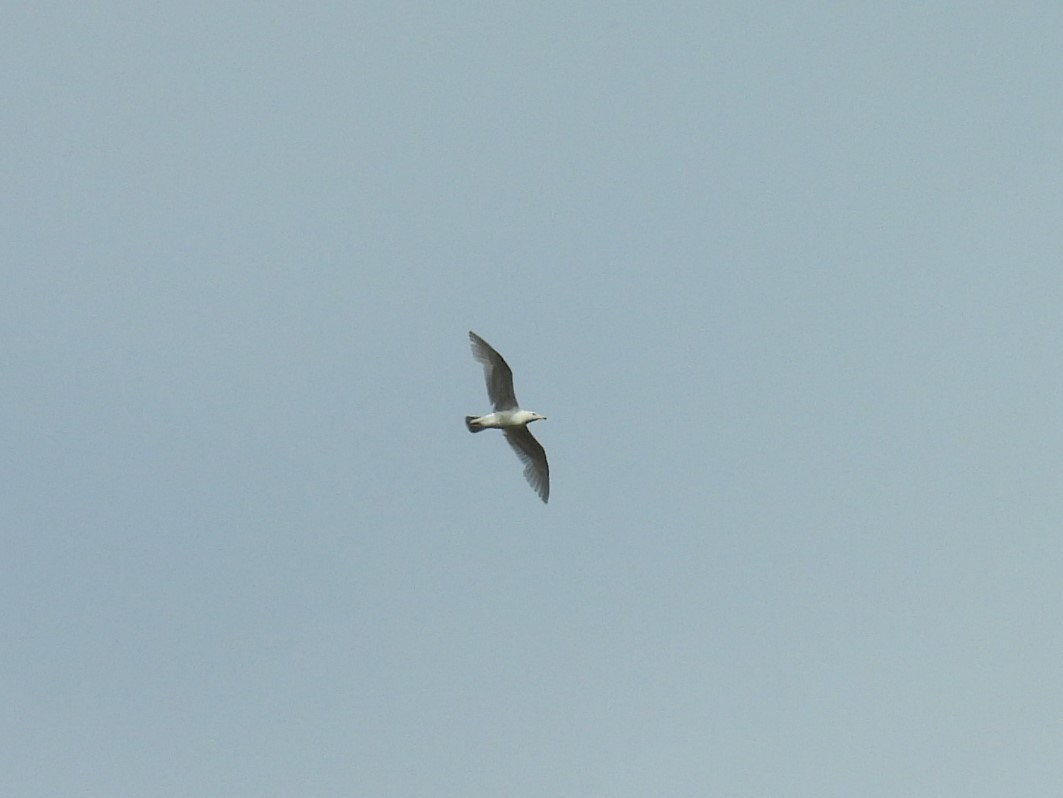 gull sp. - ML619546188