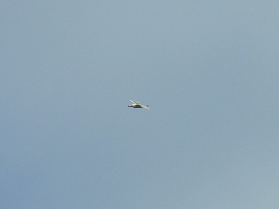 gull sp. - ML619546189