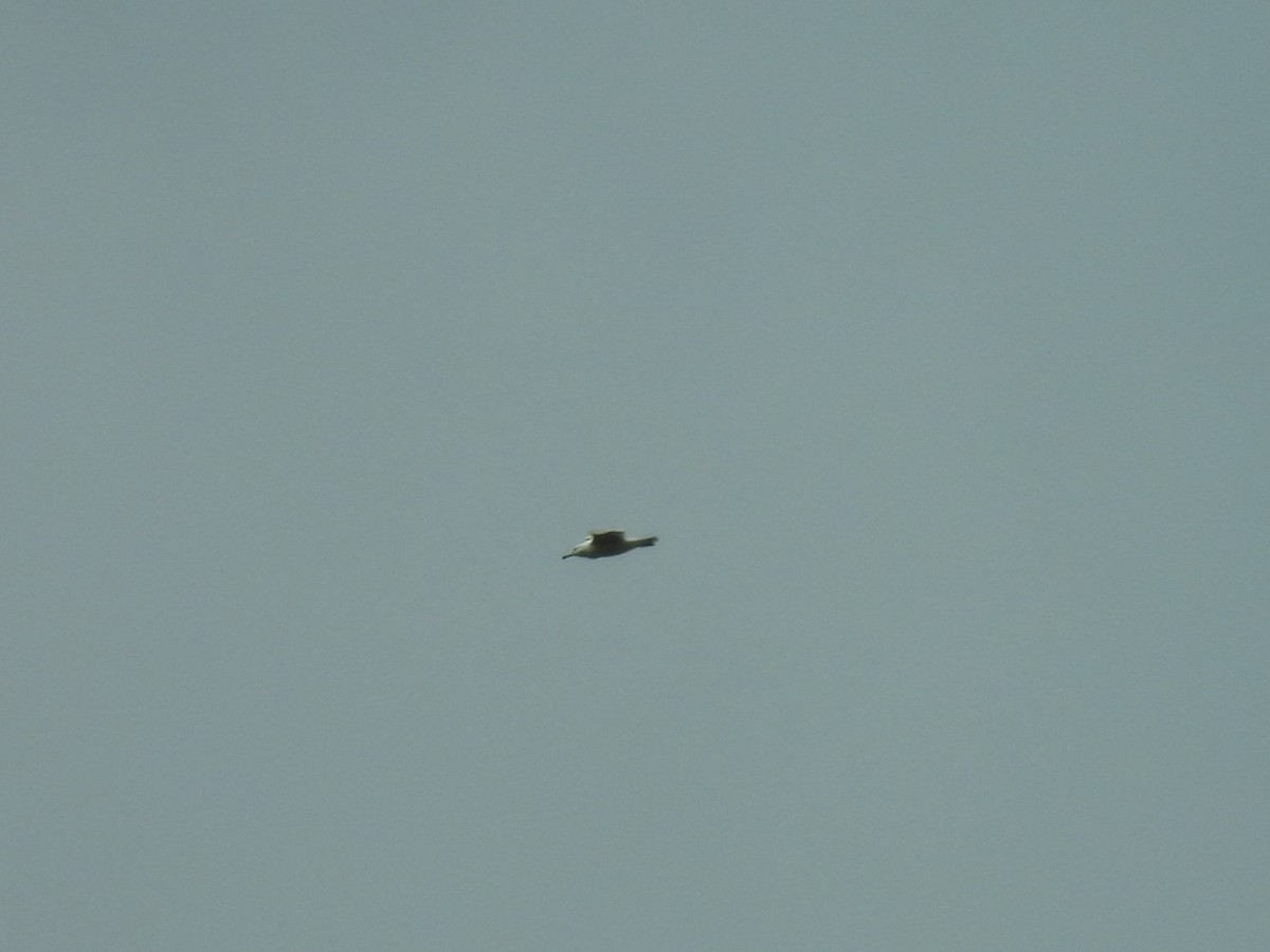 gull sp. - ML619546191