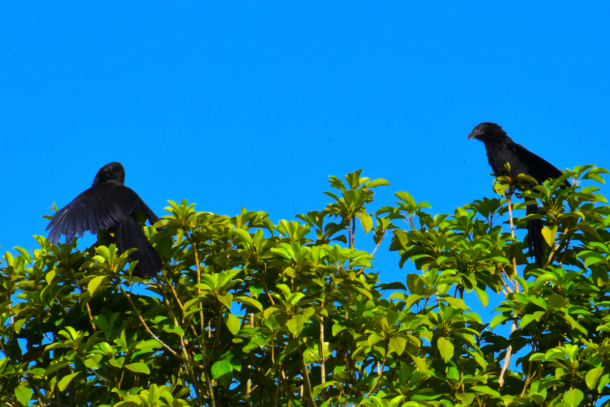 Smooth-billed Ani - Ricardo Gómez Samaniego