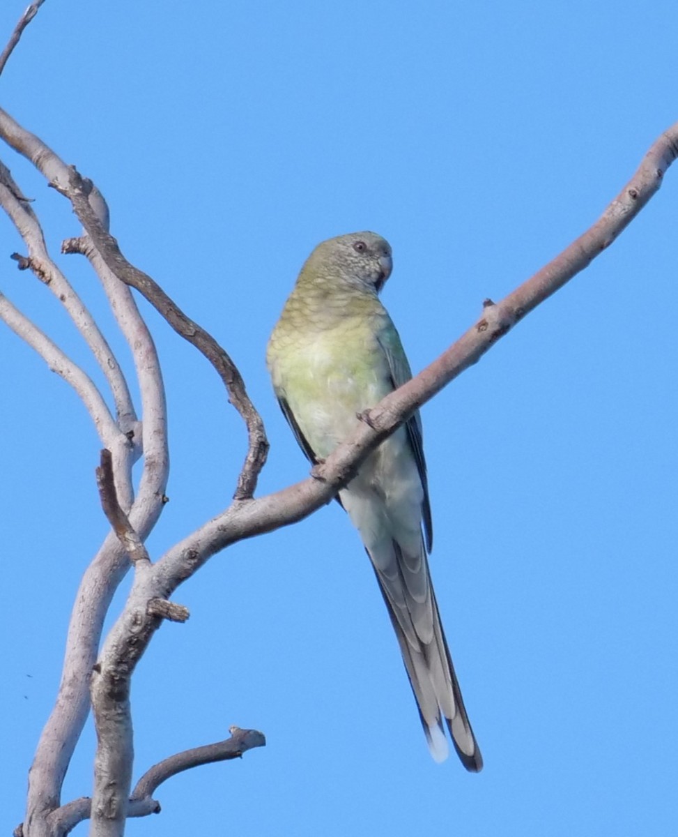 Red-rumped Parrot - Ian Gibson