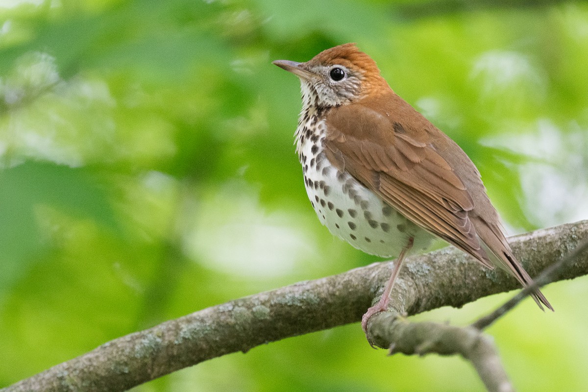 Wood Thrush - Mike Schijf