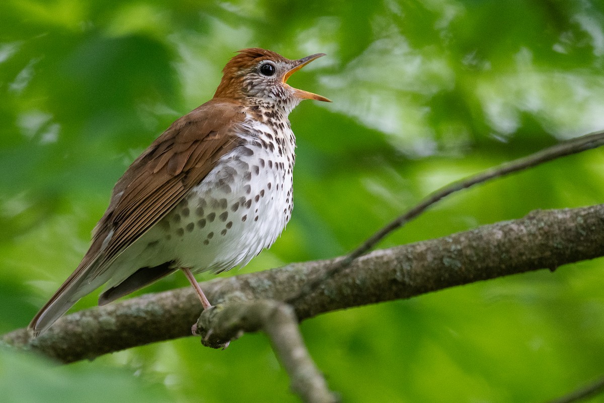 Wood Thrush - Mike Schijf