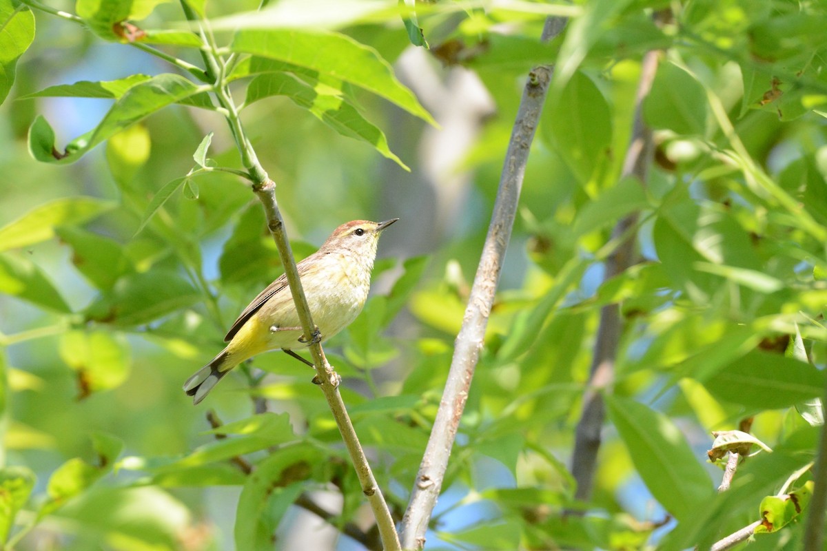 Palm Warbler - Wes Hoyer