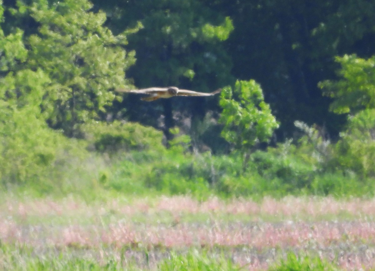 Northern Harrier - Patricia Rettig