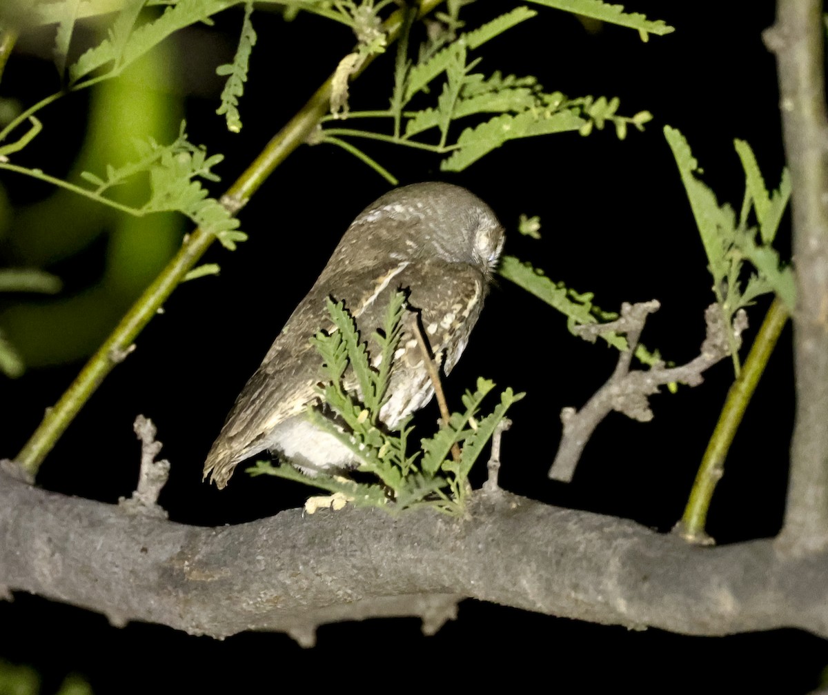 Elf Owl - Adam Dudley