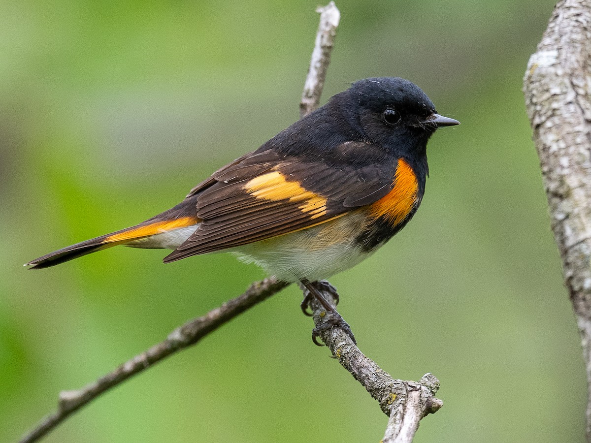 American Redstart - Mike Schijf