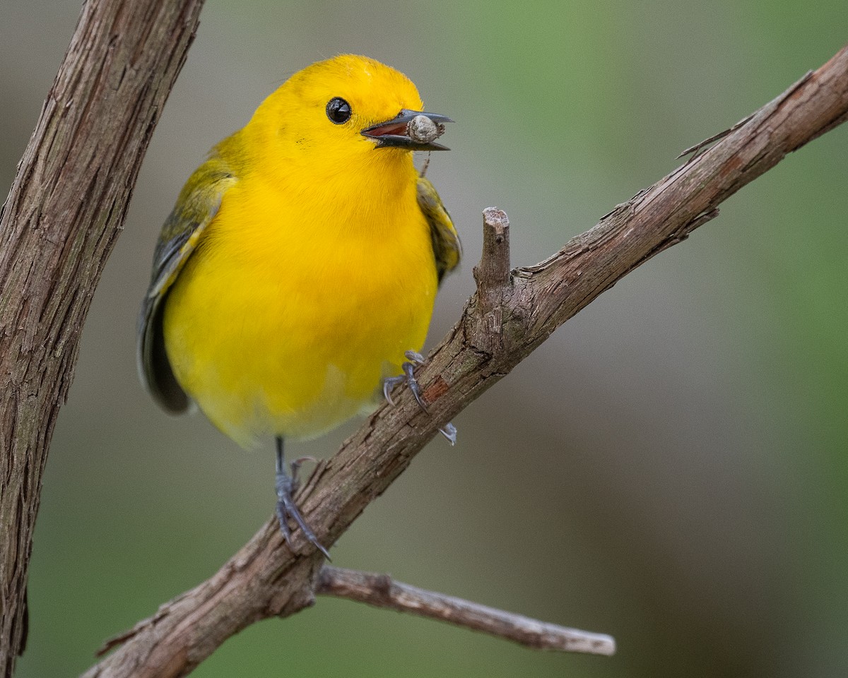 Prothonotary Warbler - Mike Schijf