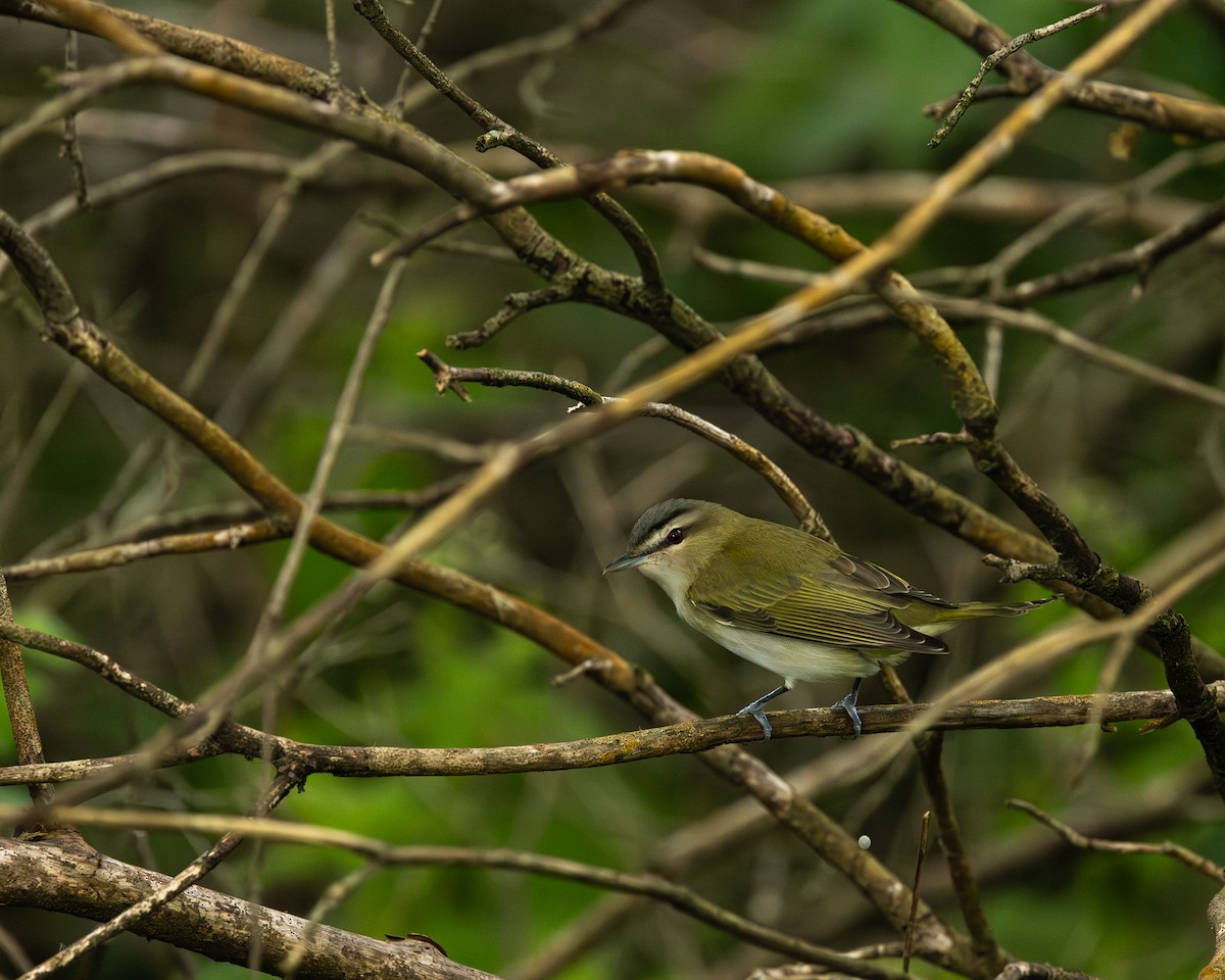 Red-eyed Vireo - Joseph Bratta